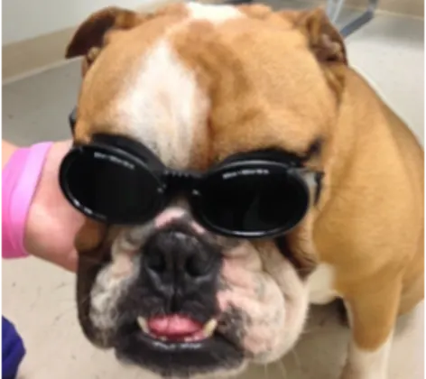 Dog wearing sunglasses